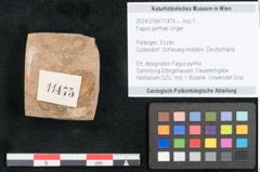 Foto (Objekt + Etikett) von Fagus pyrrhae Unger (NHMW-GEO-2024-0188-11475)